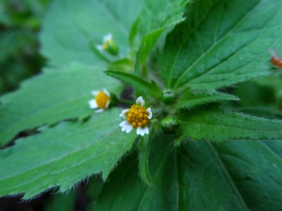 Galinsoga parviflora, 2021-06-27, Beechview, 01