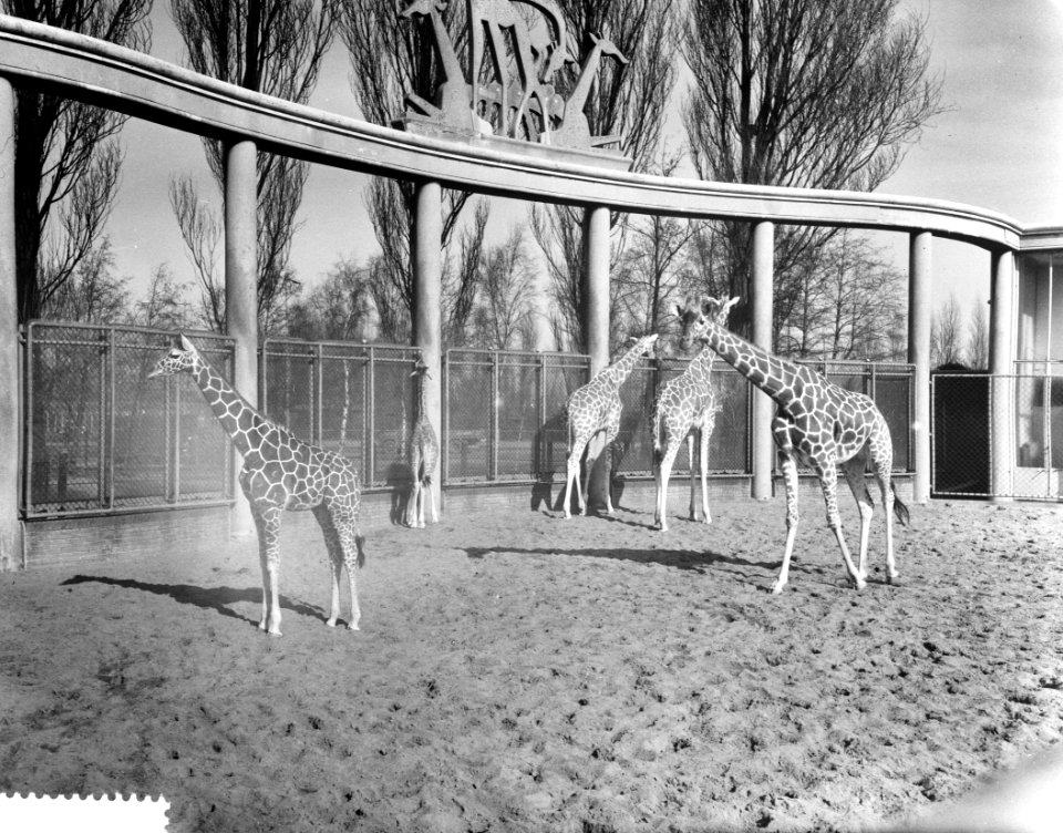 Giraffen in Blijdorp door het mooie weer naar buiten, Bestanddeelnr 911-0945