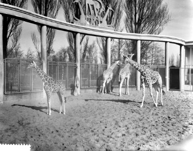 Giraffen in Blijdorp door het mooie weer naar buiten, Bestanddeelnr 911-0945