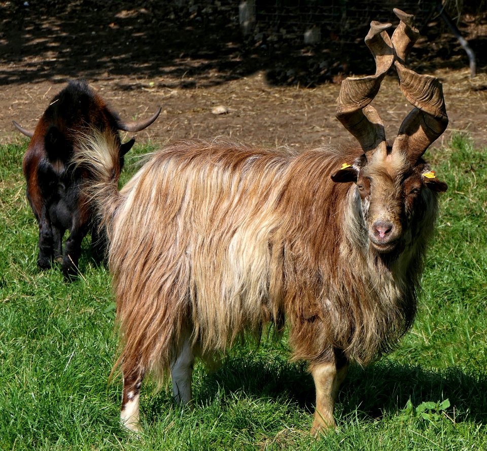 Girgentana-Ziege, Bock, Warder (2)