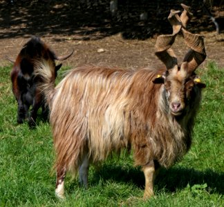 Girgentana-Ziege, Bock, Warder (2)