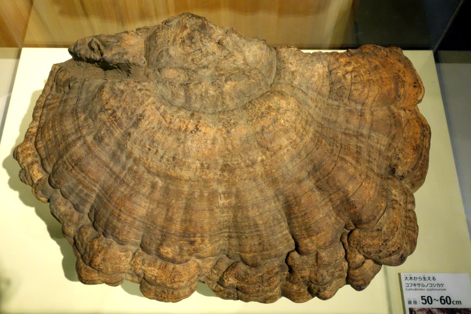 Ganoderma applanatum - National Museum of Nature and Science, Tokyo - DSC07472