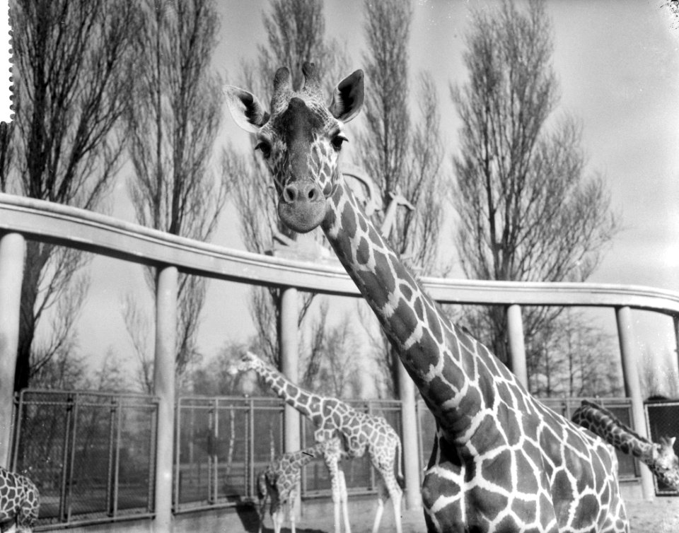 Giraffen in Blijdorp door het mooie weer naar buiten, kop van een der moeders, Bestanddeelnr 911-0947