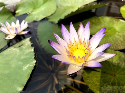 Flower lotus pond