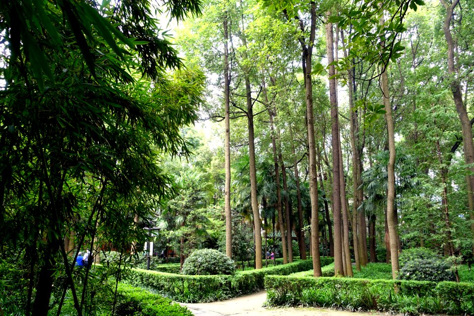 Garden - Wenshu Monastery - Chengdu, China - DSC05127