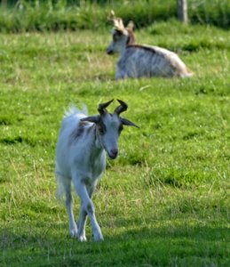 Girgentana-Ziege, Kitz, Warder
