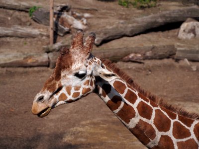 Giraffe at Dierenpark Amersfoort, photo 5 photo