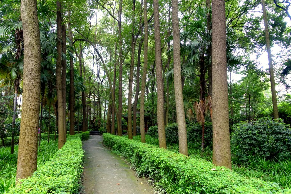 Garden - Wenshu Monastery - Chengdu, China - DSC05130