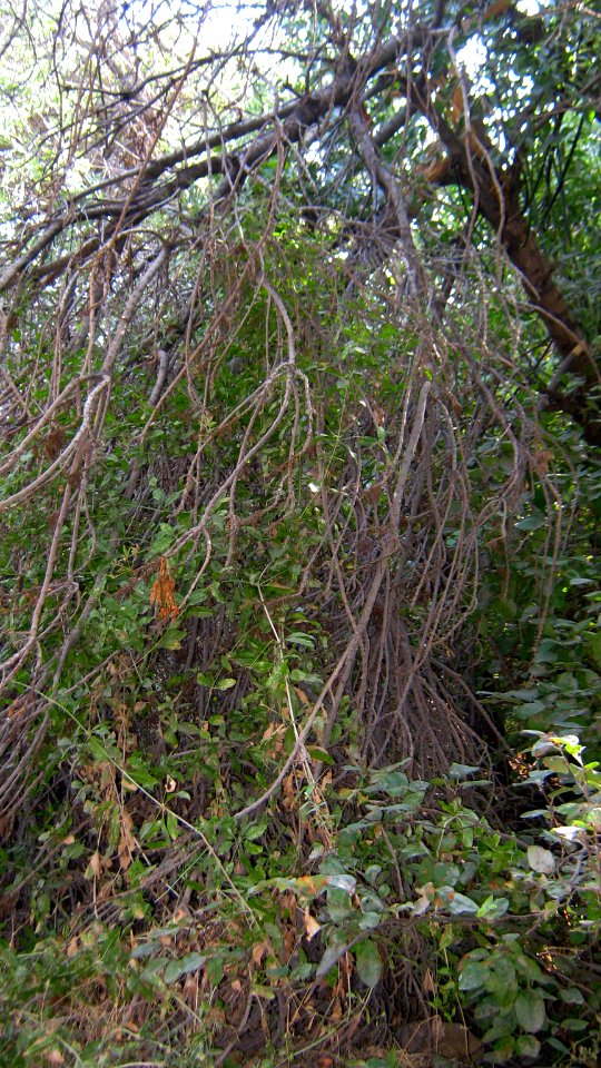 Garden Way - Wall - trees - streamlet - 17 Shahrivar st - Nishapur 16