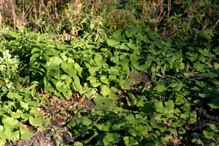 Garlic Mustard photo