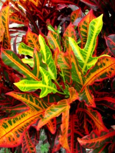 Garden croton (Codiaeum variegatum) variety 2