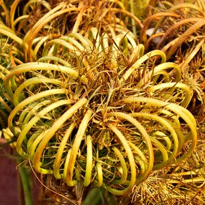 Decoration exotic ornament