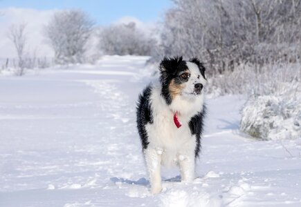 Berger australian animal photo