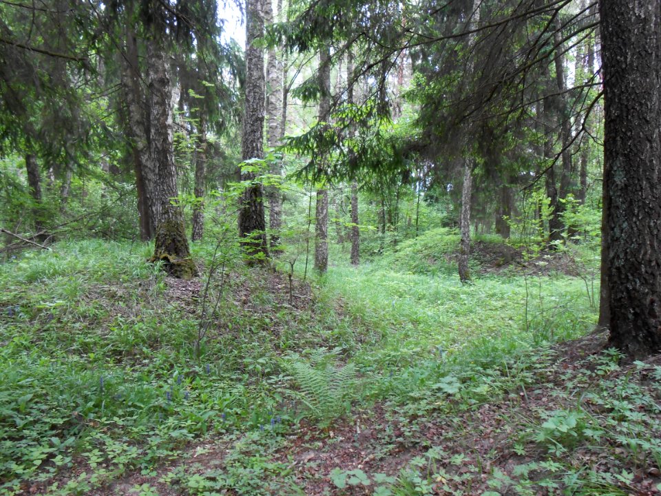 Gnezdovo complex - Forest kurgan group - 13