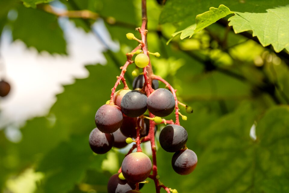 Red vines red wine