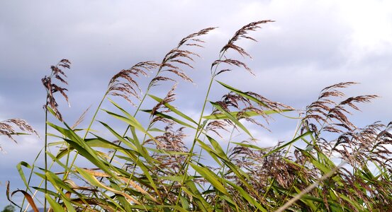 Autumn infructescence sky