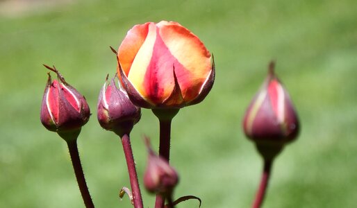 Rose buds floral