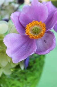 Violet blossom bloom