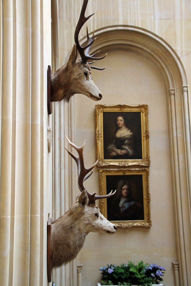 Nature animal emblem