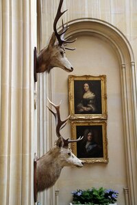Nature animal emblem