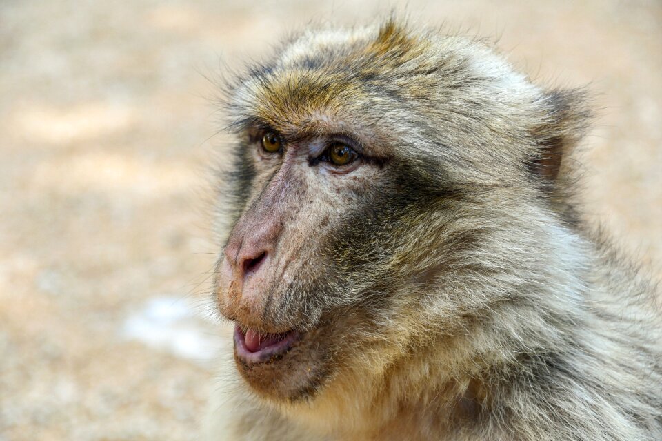 Barbary macaque magot head