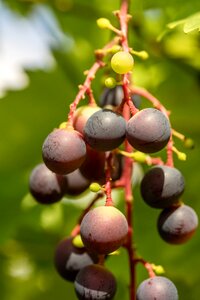 Red vines red wine