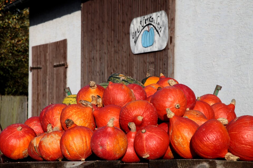 Orange autumn decoration thanksgiving