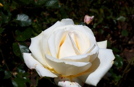 White rose floral