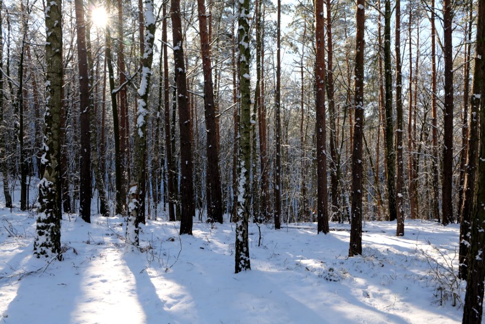 Havelberg Grunewald with snow 2021-01-31 43