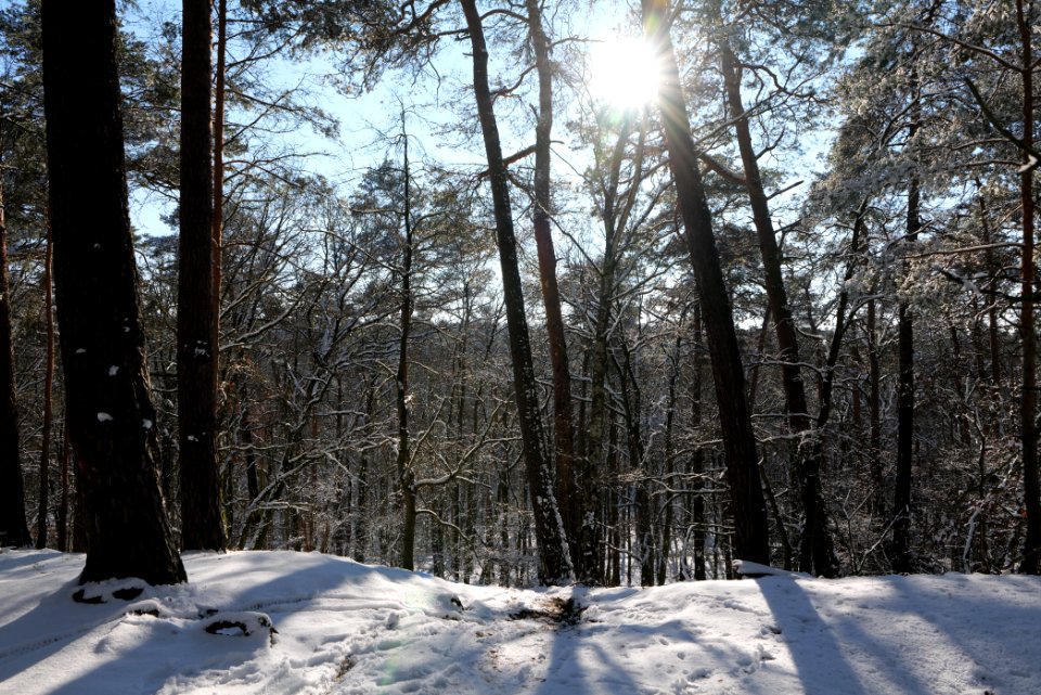 Havelberg Grunewald with snow 2021-01-31 09