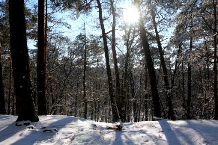 Havelberg Grunewald with snow 2021-01-31 09