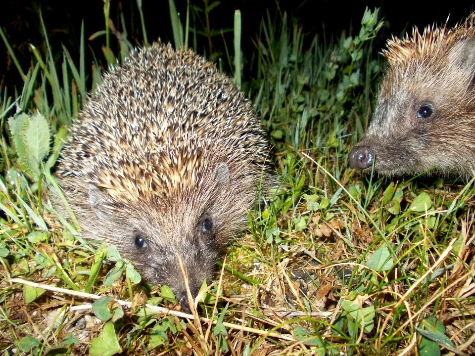 Globoko Hedgehog 02