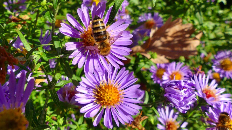 Summer plant garden photo