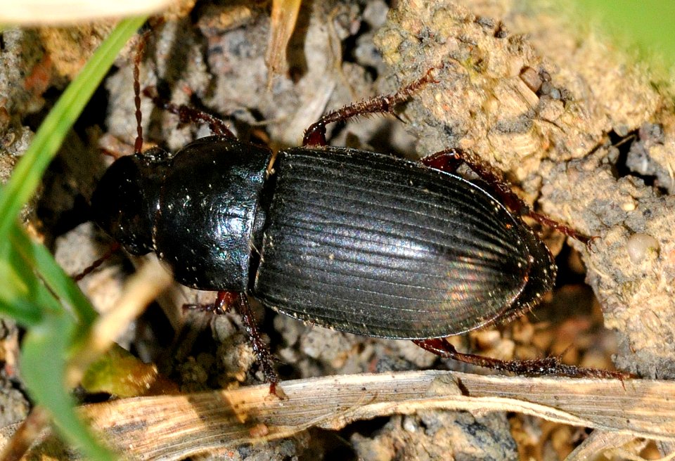 Harpalus-rubripes-05-fws