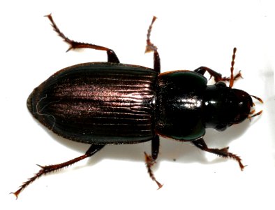 Harpalus-affinis-02-fws