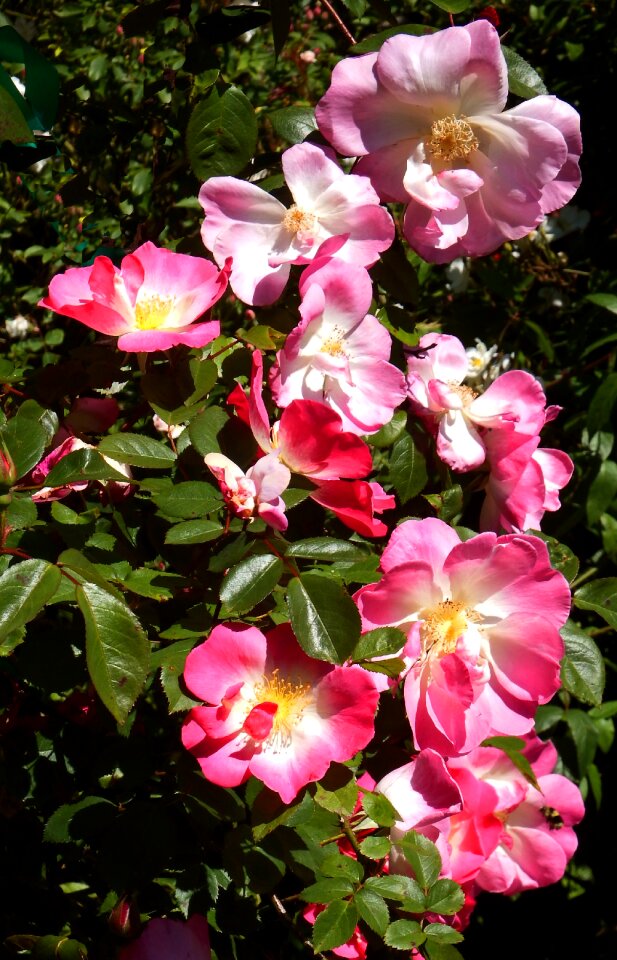 Wild roses red