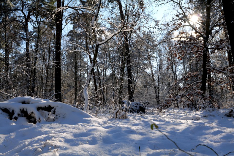Havelberg Grunewald with snow 2021-01-31 35
