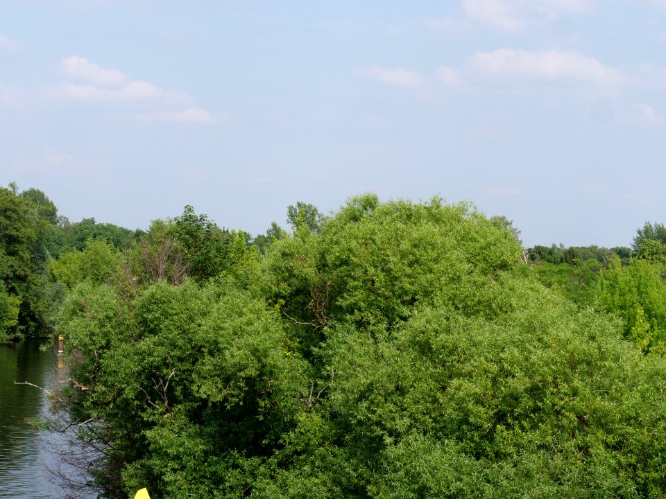 Havel from Wasserstadtbrücke 2019-06-11 03
