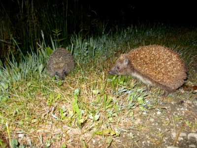 Globoko Hedgehog 01