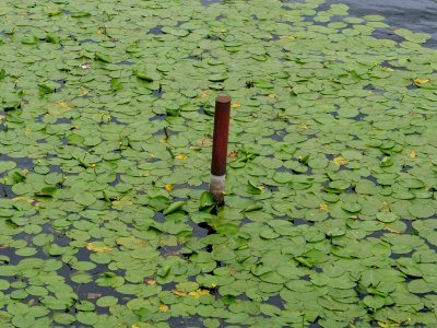 Havel from Oberhavelsteg 2019-07-03 02