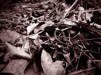 Forest old nature