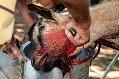 Goat killed at Christmas Lunch