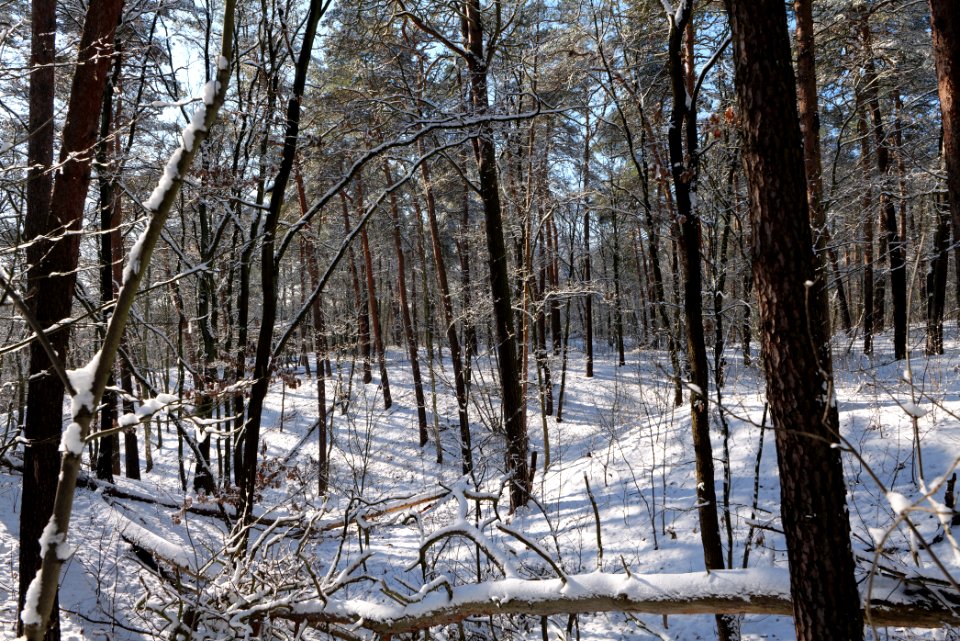 Havelberg Grunewald with snow 2021-01-31 15
