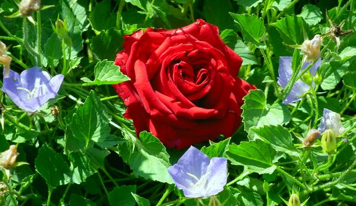 Red love nature