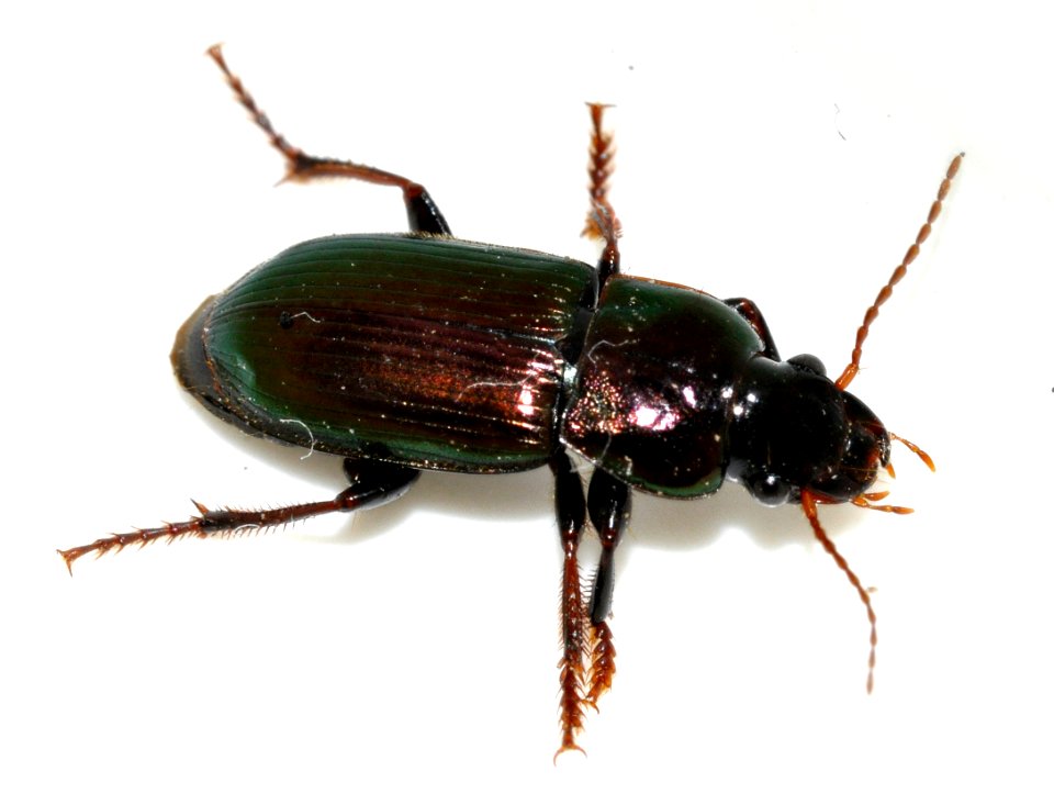 Harpalus-distinguendus-08-fws