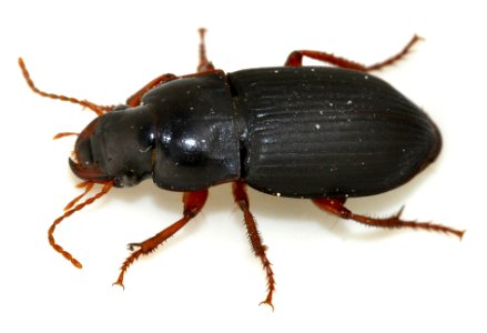 Harpalus-rubripes-03-fws