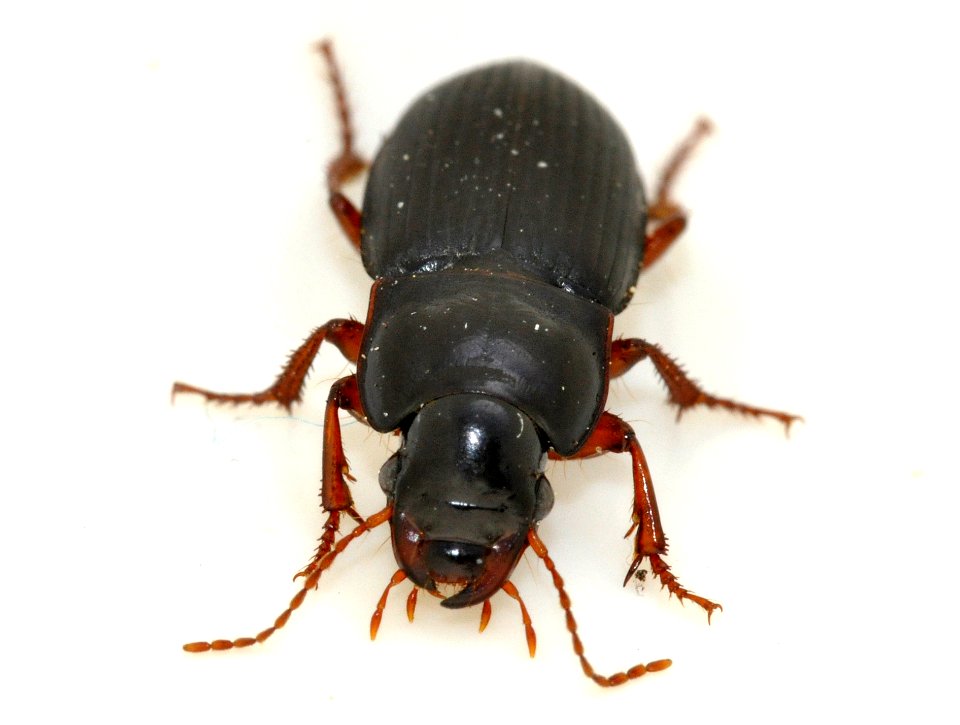 Harpalus-rubripes-10-fws
