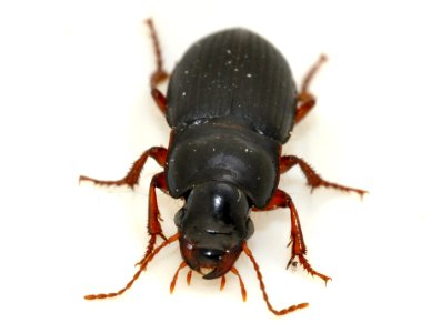 Harpalus-rubripes-10-fws