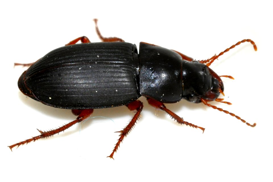 Harpalus-rubripes-12-fws