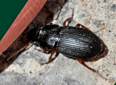 Harpalus-unidentified-05-fws